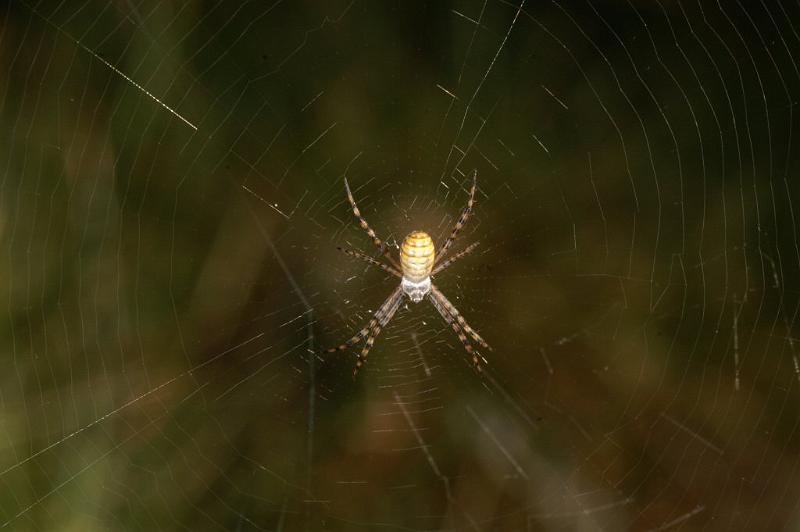 Argiope_trifasciata_D3517_Z_88_Karinji NP_Australie.jpg